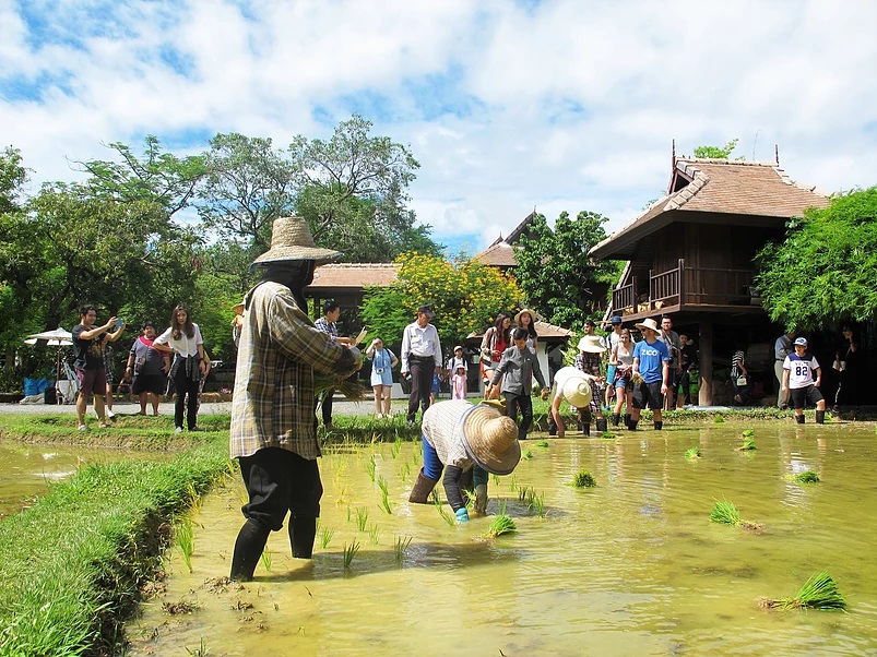 Activity Rice Planting